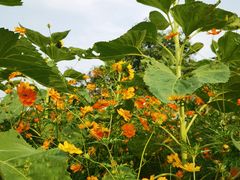 -新虹桥中心花园