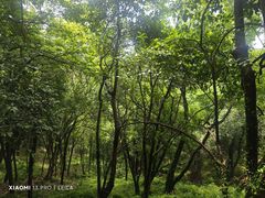 -上海佘山国家森林公园天马山园
