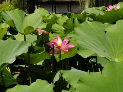 -承德避暑山庄景区