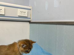 -纳吉亚猫专科动物诊疗中心(蒋宅口分院)