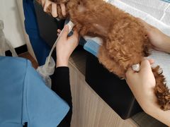 -荔康动物医院(康王北路店)