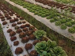 景观位-Ohkajhu Organic Farm Sansai