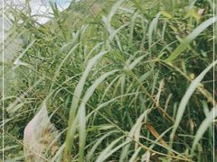 -将军关探险漂流