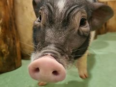 -藦茜花园宠物主题亲子互动体验馆(国顺东路店)