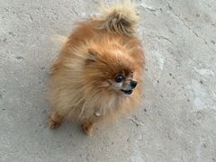 -暖阳宠物医院·犬猫康复中心·骨科