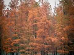 -白鹭湾湿地公园