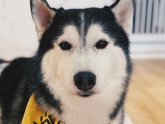 -Husky Go! 哈士奇体验馆·宠物咖啡厅狗咖