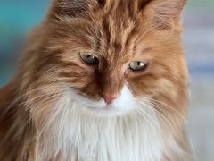 -平行世界·猫咖(首经贸店)