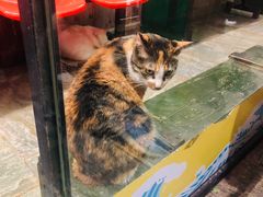 -猫咪博物馆(顶澳仔猫街店)