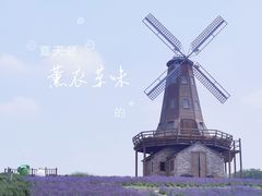 -大塘金香草谷