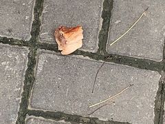 -王二甩老木子鸡(江湾店)