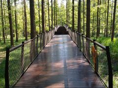 -黄海国家森林公园