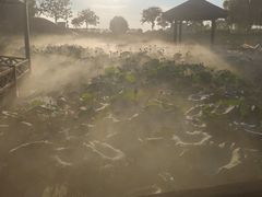-焦岗湖旅游度假区