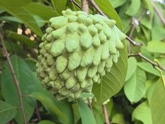 -云溪植物园