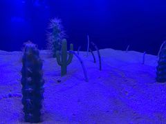-芜湖新华联大白鲸海洋公园
