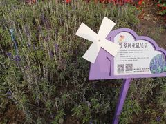 -荷兰花海