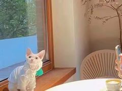 -十年猫舍·猫咪专门店(普陀店)