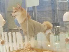 -怪兽屋·羊驼·猫咖·狗咖(俊华广场店)