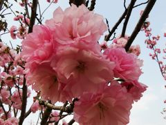 -天适樱花悠乐园
