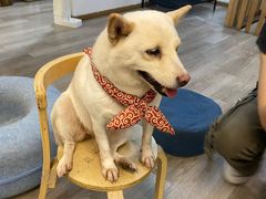 -柴迷FANS CLUB·柴犬狗咖·猫咖