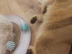 -袖虎·猫馆(体育西路店)