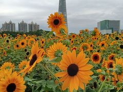 -海心沙亚运公园