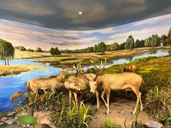 -北京麋鹿生态实验中心