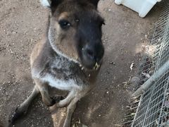 -费瑟代尔野生动物园