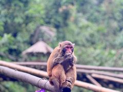 -西双版纳原始森林公园