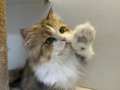 -十月米努特矮脚猫舍