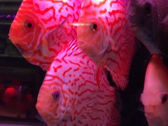 -花鸟鱼虫鲜花绿植市场(玉泉路店)