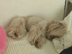 -安安宠医宠物医院·异宠·犬猫内科(岳阳分院)
