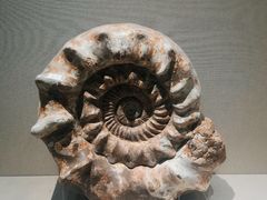 -安徽省地质博物馆