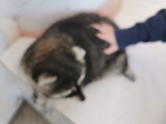 -浣熊柯尔鸭土拨鼠·电玩咖