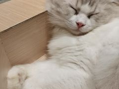 -瞄一喵猫咖(格力海岸店)