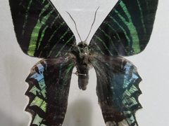 -上海昆虫博物馆