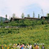 重庆夏天去哪里? || 北碚区向日葵免费拍照