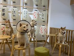 -柴迷FANS CLUB·柴犬狗咖·猫咖