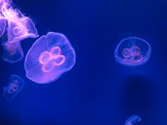 -芜湖新华联大白鲸海洋公园