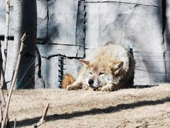 -北京野生动物园