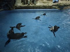 -帝企鹅自助餐厅•儿童岛•真企鹅(长隆企鹅酒店)