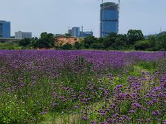 -光明小镇欢乐田园