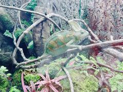 -广州长隆飞鸟乐园