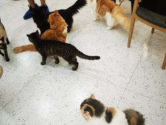 -喵园·猫主题咖啡厅·撸猫·猫咖(国贸店)