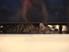 -猫咪咖啡·猫咖(万达广场店)