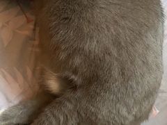 -PETKIT小佩宠物·低压洗护(国顺东路店)