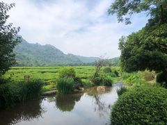 -中国茶叶博物馆(双峰馆区)