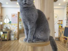 -猫的茶·猫咖