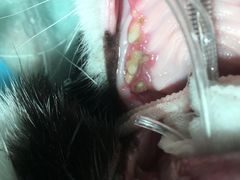 -爱诺耐芙动物医院(万博店)