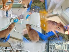 -怪兽屋·羊驼·猫咖·狗咖(俊华广场店)